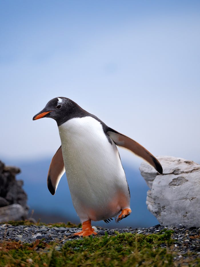 Gentoo Penguin Walking on the Ground